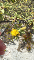 Corchorus hirsutus, photograph (c) Harrison Cole, some rights reserved (CC BY)