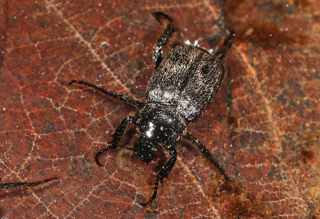 Dark hoplia
