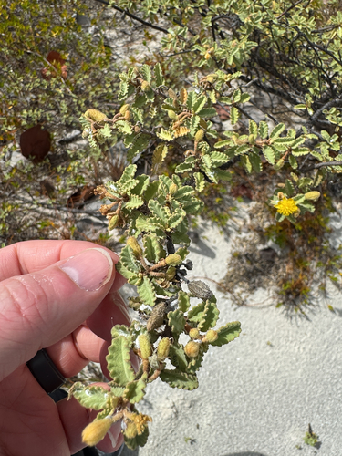Corchorus hirsutus, photograph 4