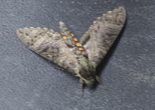 Sphingidae