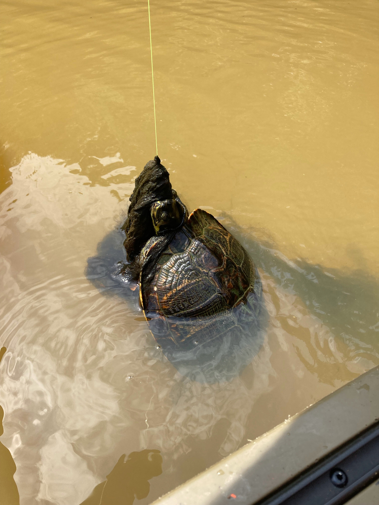 Pond Slider
