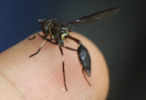 Syrphidae