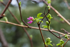 Rubus spectabilis spectabilis