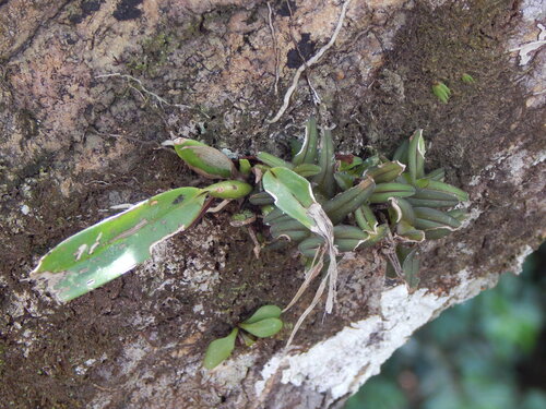 Epidendrum brevicaule Schltr.