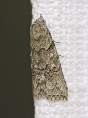 Calathusa basicunea