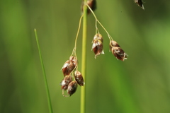 Anthoxanthum glabrum