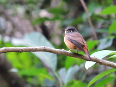 Muscicapa ferruginea
