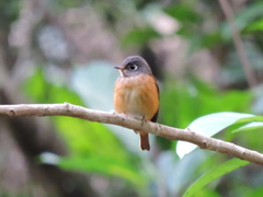 Muscicapa ferruginea