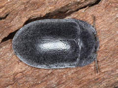 Pterohelaeus striatopunctatus