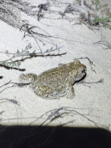 Natterjack Toad