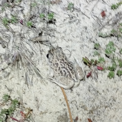 Iberian Spadefoot