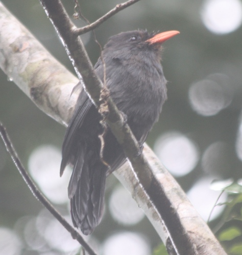 Monasa nigrifrons