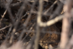 Microcavia australis
