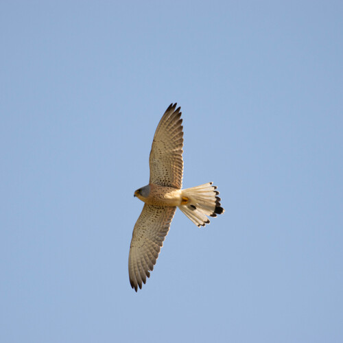 Cernícalo primilla (Falco naumanni)