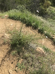 Malacothrix saxatilis saxatilis