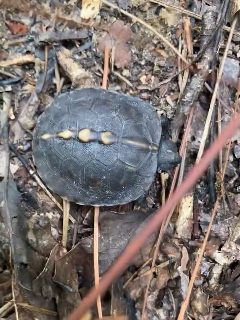 Eastern Box Turtle