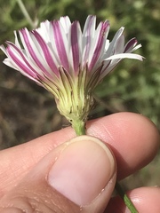 Malacothrix saxatilis saxatilis