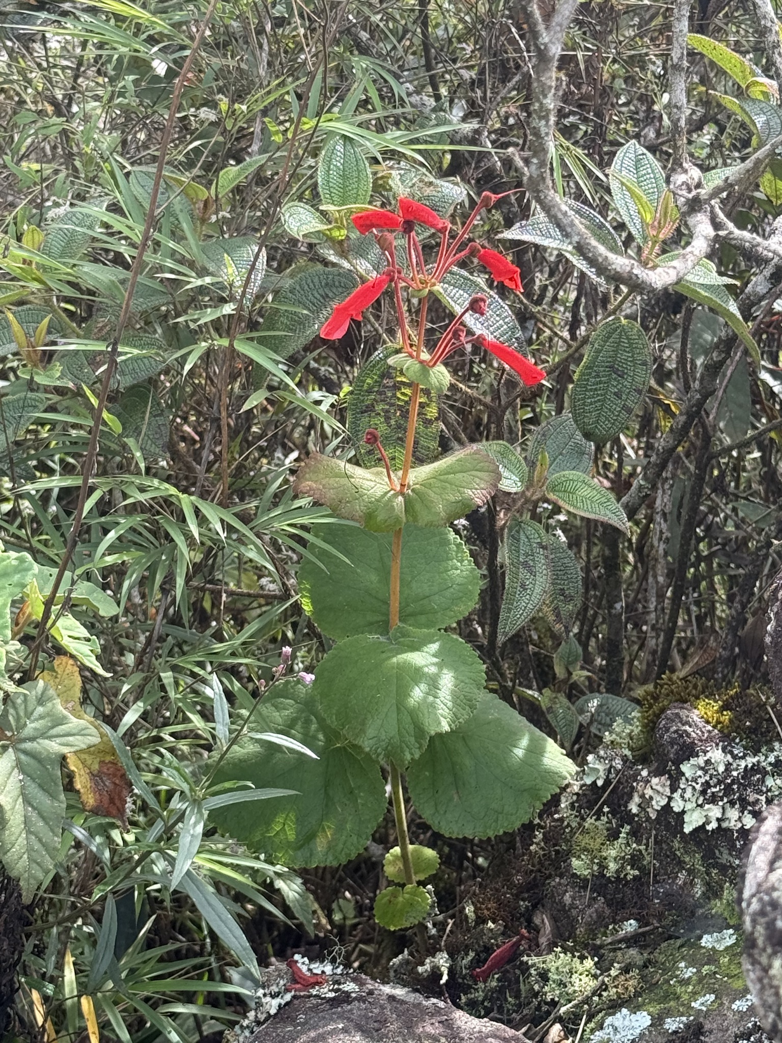 Sinningia magnifica