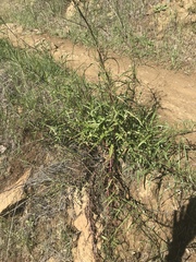 Malacothrix saxatilis saxatilis