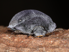 Pterohelaeus striatopunctatus