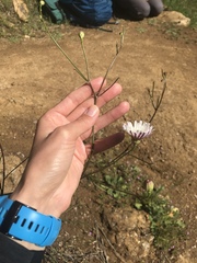 Malacothrix saxatilis saxatilis