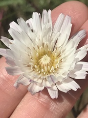 Malacothrix saxatilis saxatilis