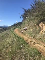 Malacothrix saxatilis saxatilis