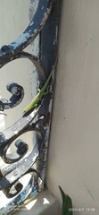 Anolis porcatus