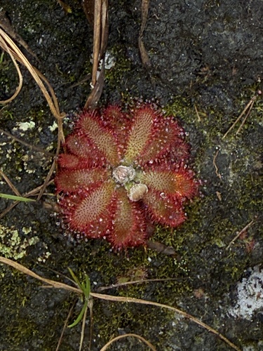 Drosera tomentosa A.St.-Hil.