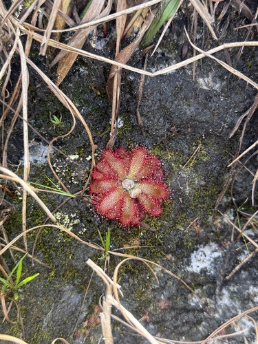 Drosera tomentosa A.St.-Hil. 2