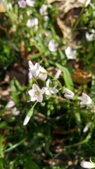 Claytonia virginica