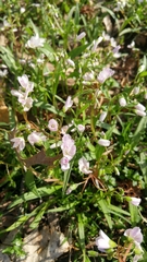 Claytonia virginica