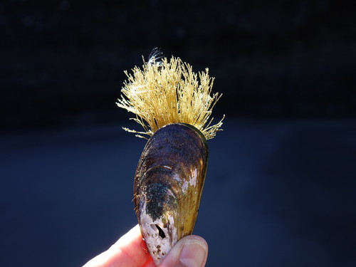 Amphisbetia bispinosa
