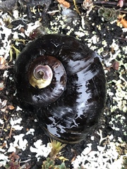 Powelliphanta