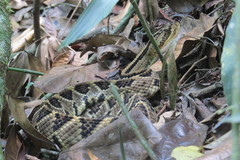 Crotalus ehecatl