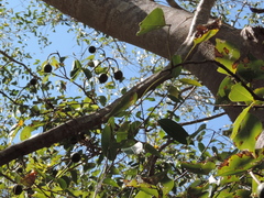 Ficus pertusa