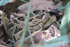 Crotalus ehecatl