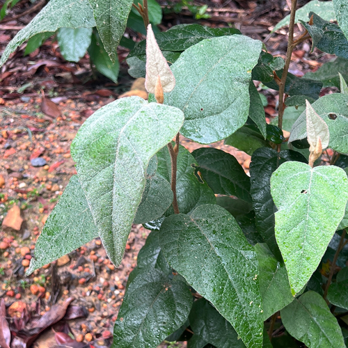 Lasiopetalum macrophyllum