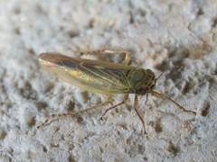 Macrosteles quadrilineatus