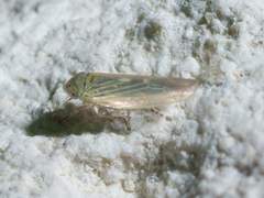 Macrosteles quadrilineatus