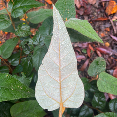 Lasiopetalum macrophyllum, photograph (c) James K. Douch, some rights reserved (CC BY-SA)