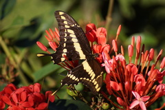 Heraclides thoas brasiliensis