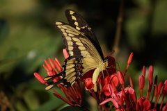 Heraclides thoas brasiliensis