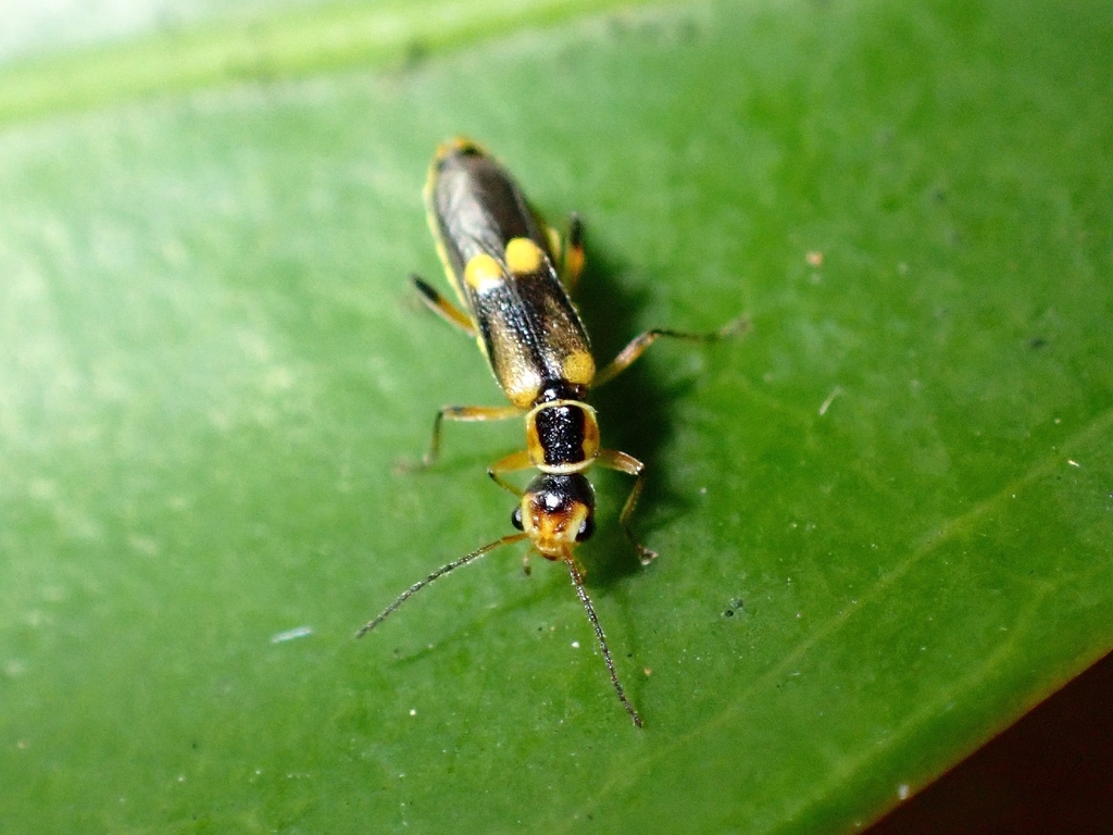 Malthinus israelsoni