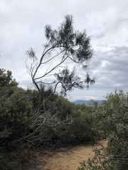 Eriodictyon altissimum