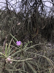 Eriodictyon altissimum