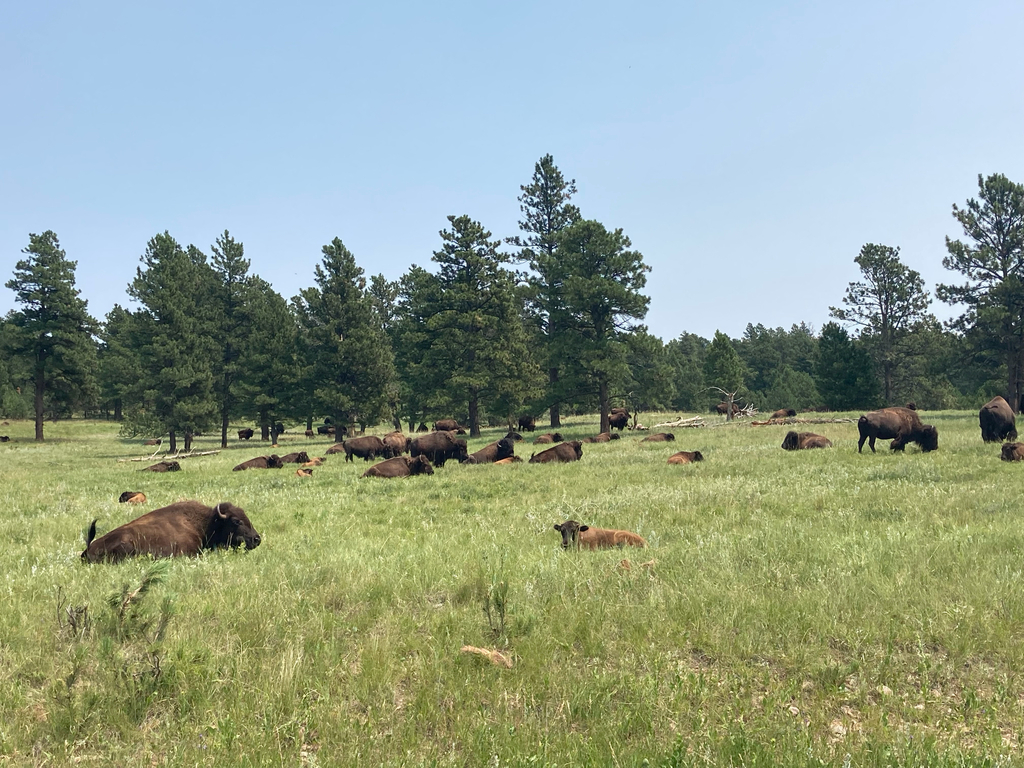 American Bison