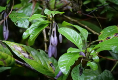 Iochroma calycinum