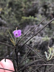 Eriodictyon altissimum