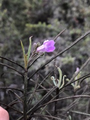 Eriodictyon altissimum